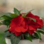 New Guinea Impatiens – Super Sonic Red – 6.5″ Pot